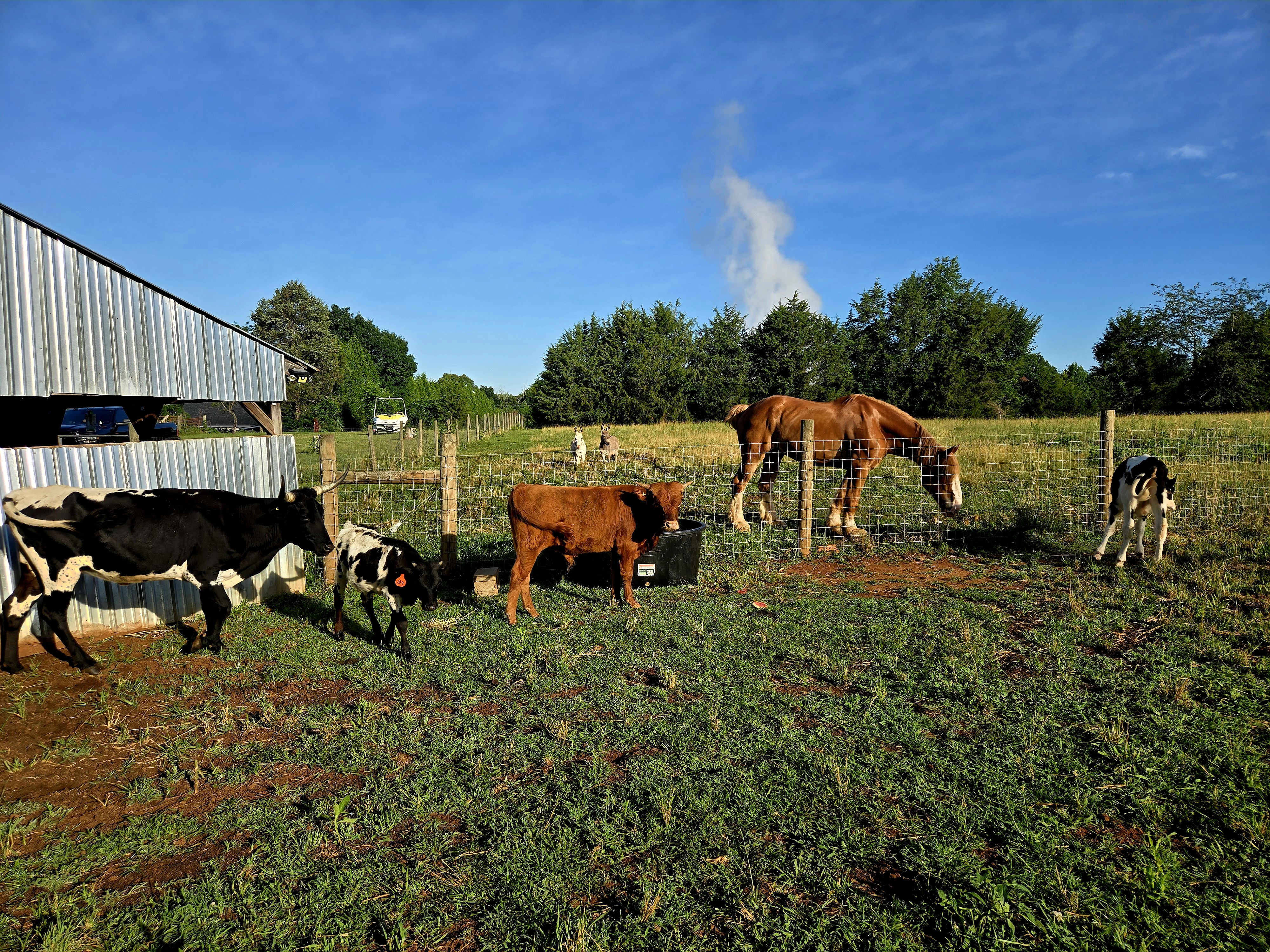 Barn scene with mixed cattle, horse, and calves on green pasture beside a metal barn at Timberland Farms