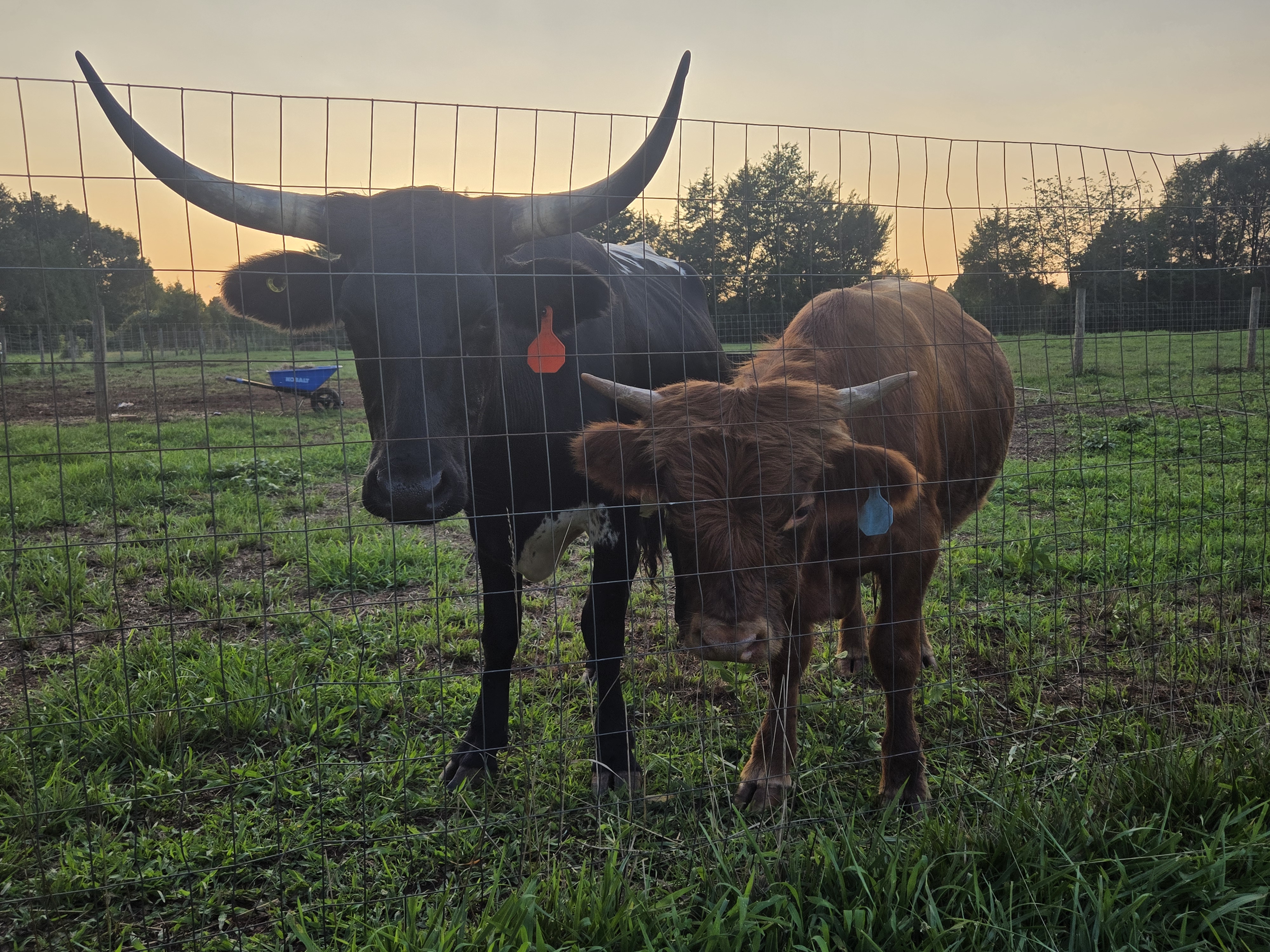 Sunset cattle scene with a black longhorn and fluffy brown Highland calf at golden hour on Timberland Farms